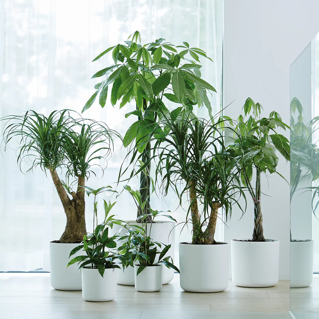 Money Tree, 发财树 in White B for Soft Round 35cm (1.5m)