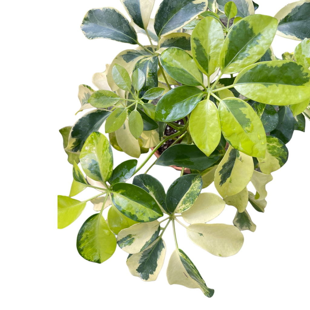 Variegated Dwarf Umbrella Tree in B. For Rock Living Black