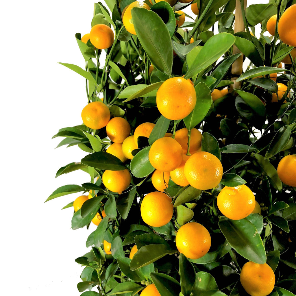 [PRE- ORDER] Four Season Lime 四季桔 in 12 Inch Pot (1m-1.2m)