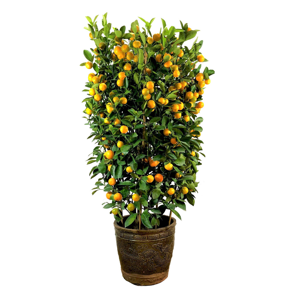 [PRE- ORDER] Four Season Lime 四季桔 in 12 Inch Pot (1m-1.2m)