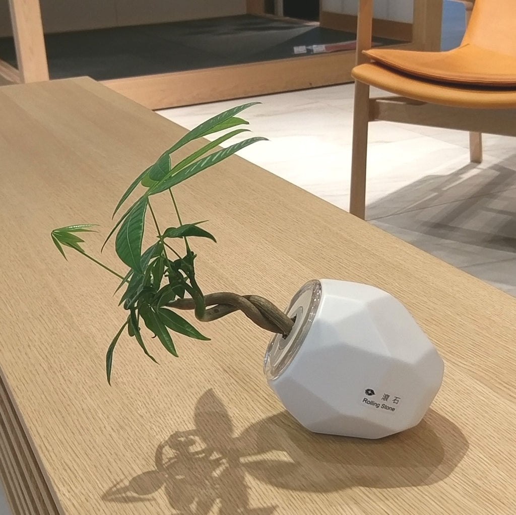 Hydroponic Bonsai in Rolling Stone Ceramic