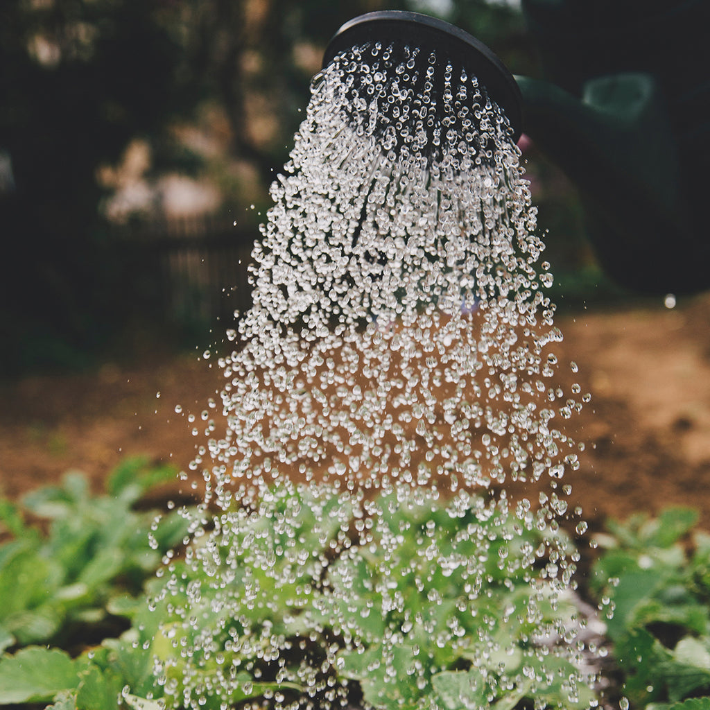 Landscape Maintenance