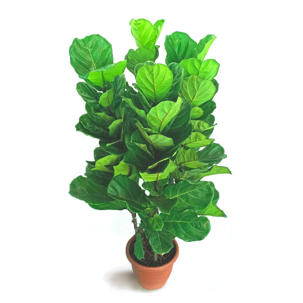 Ficus Lyrata in Black Dumpy Square 45cm (1.3m)