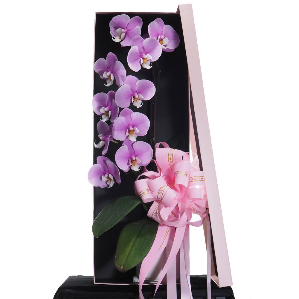 Phalaenopsis Gift Box D