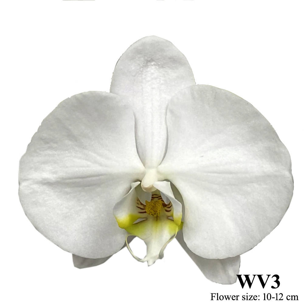 Phalaenopsis White (0.7m)