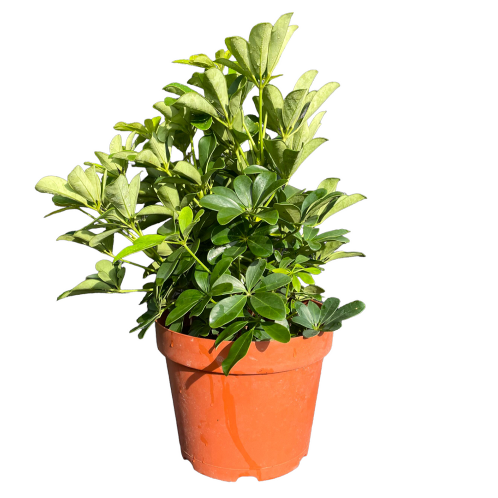 Schefflera arboricola, Dwarf Umbrella Plant (0.5m)