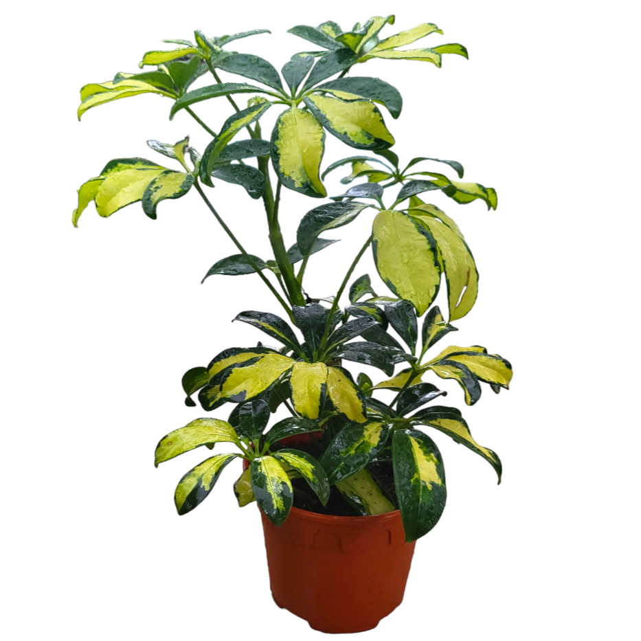 Schefflera Arboricola Gerda (0.35m)