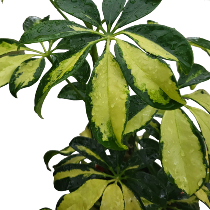 Schefflera Arboricola Gerda (0.35m)