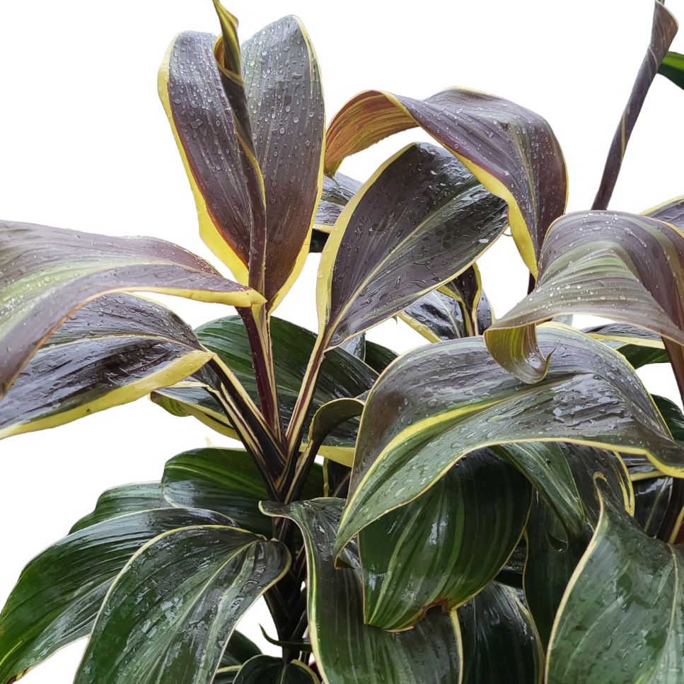 Cordyline terminalis 'Chocolate Queen', Cordyline Fruiticosa 'miss andrea', Ti Plant (0.6mH)