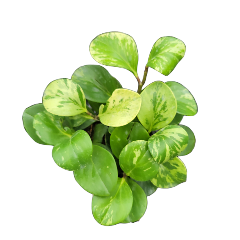 Peperomia obtusifolia 'Marble' in Leaf Green B. for Original Round 14cm (0.18m)