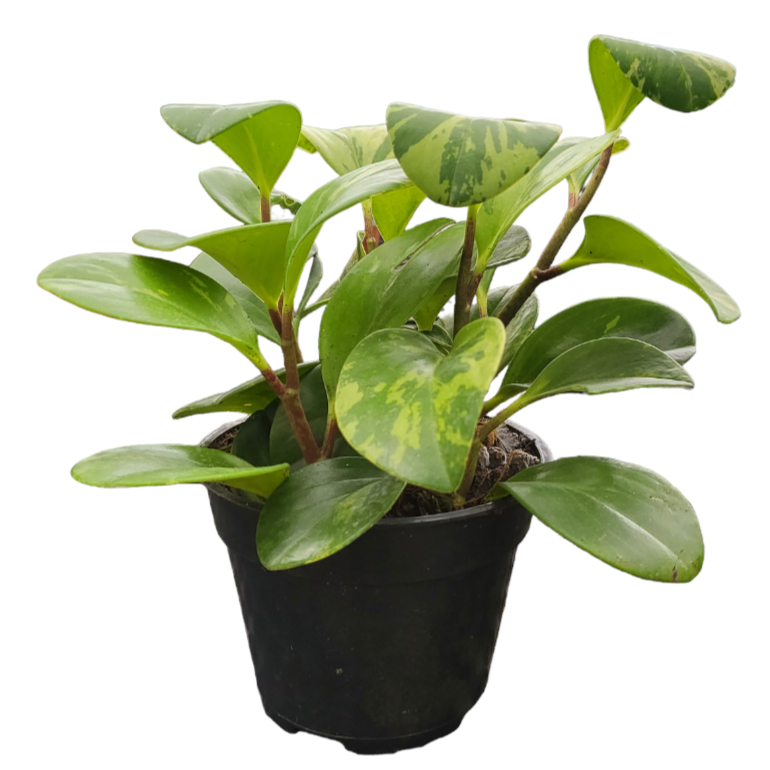 Peperomia obtusifolia 'Marble' (0.18m)