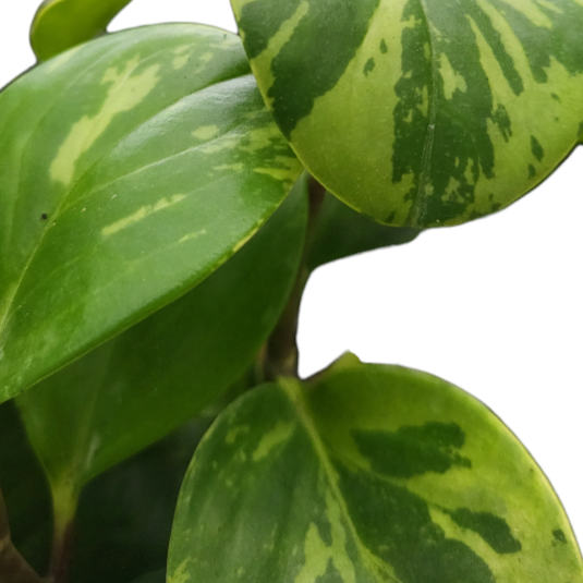 Peperomia obtusifolia 'Marble' (0.18m)