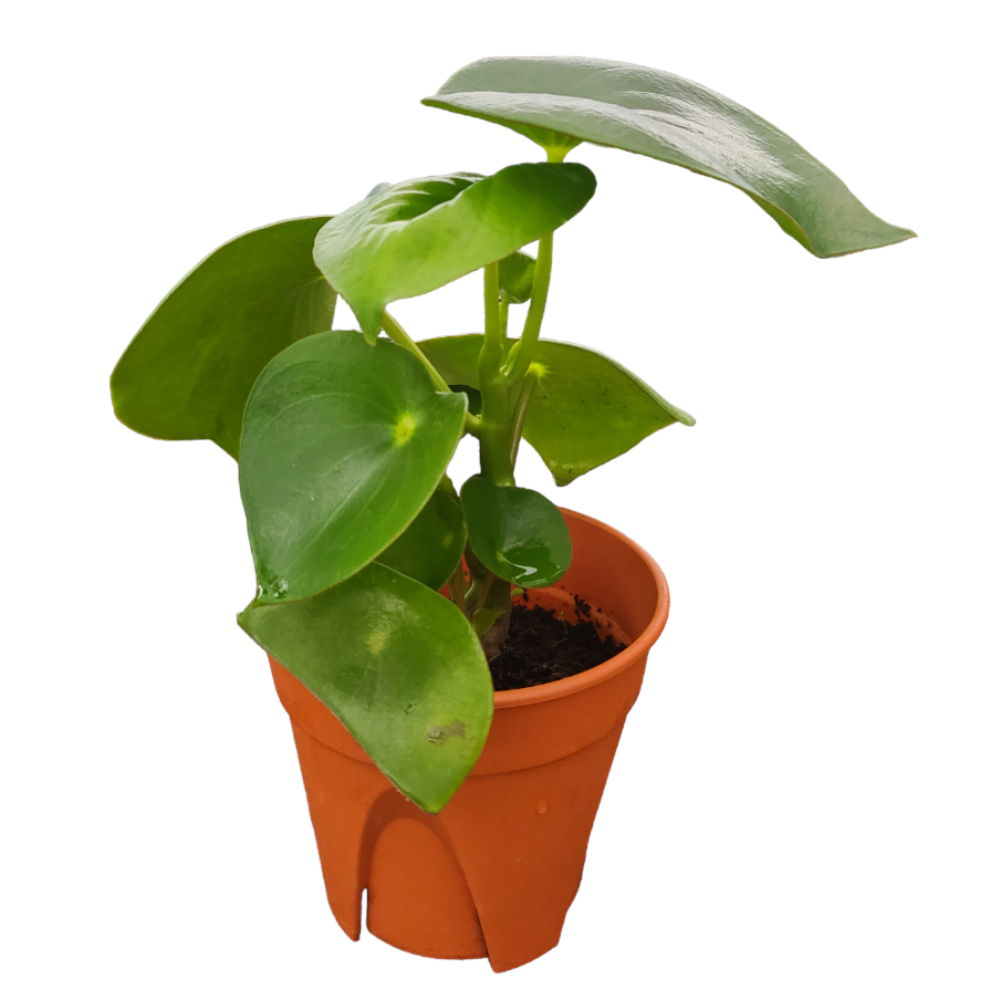 Peperomia Raindrop, Peperomia polybotrya (0.25m)