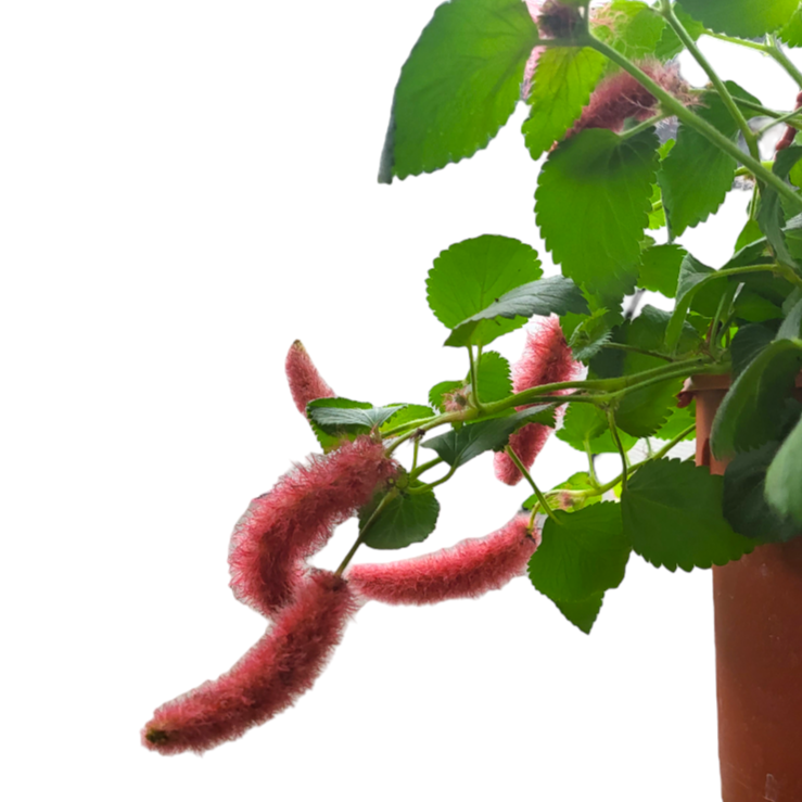 Acalypha Hispida, Chenille Plant, Red Hot Cat's Tail (0.3m)