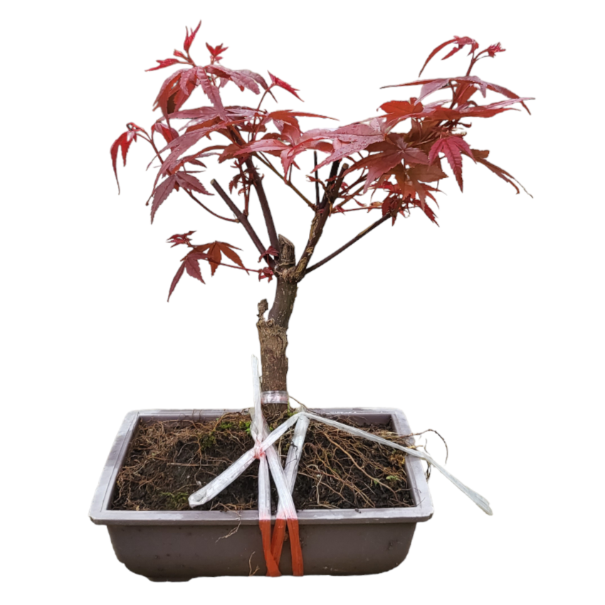 Maple Tree (0.3m)