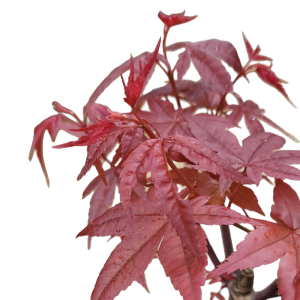 Maple Tree (0.3m)
