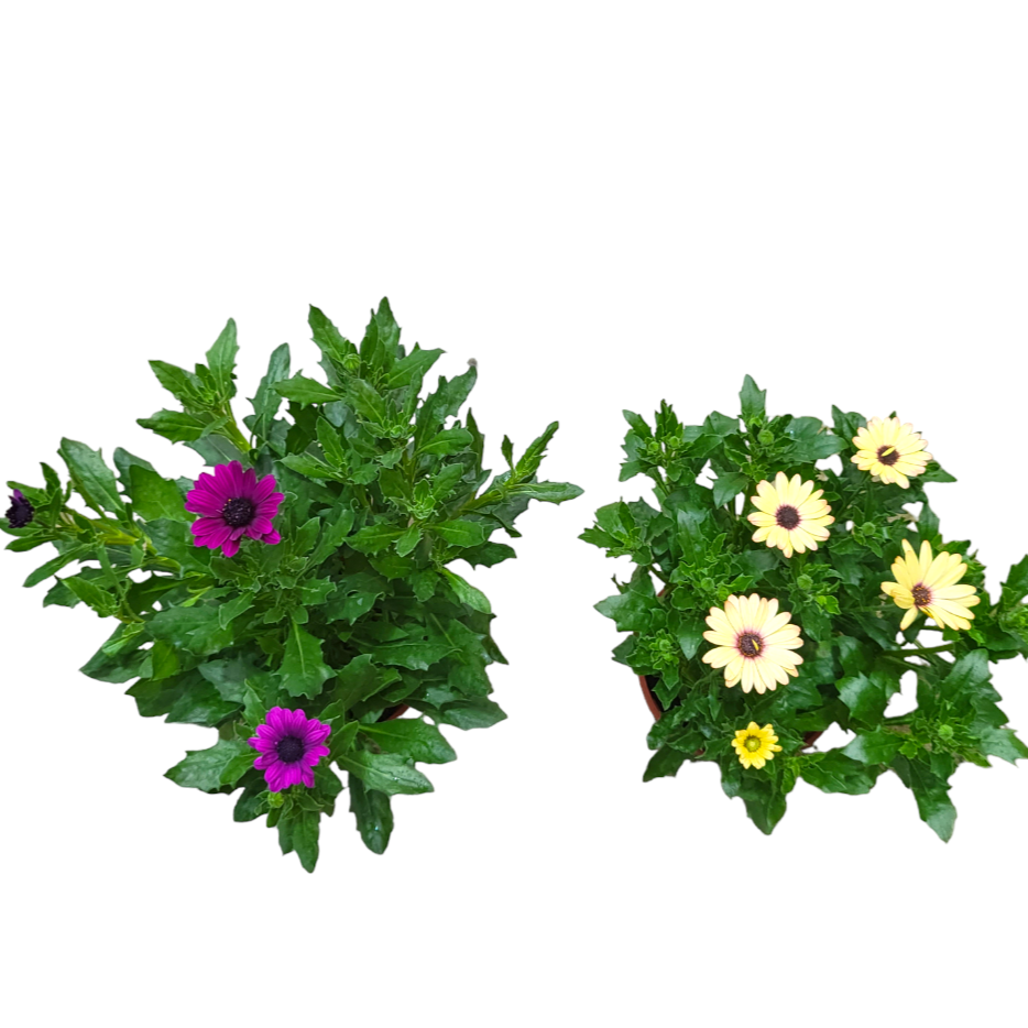Assorted Osteospermum fruticosum, Shrubby daisybush, African Daisy (0.3m)