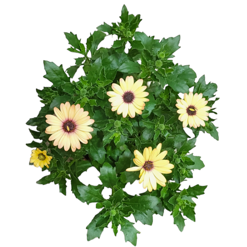 Assorted Osteospermum fruticosum, Shrubby daisybush, African Daisy (0.3m)