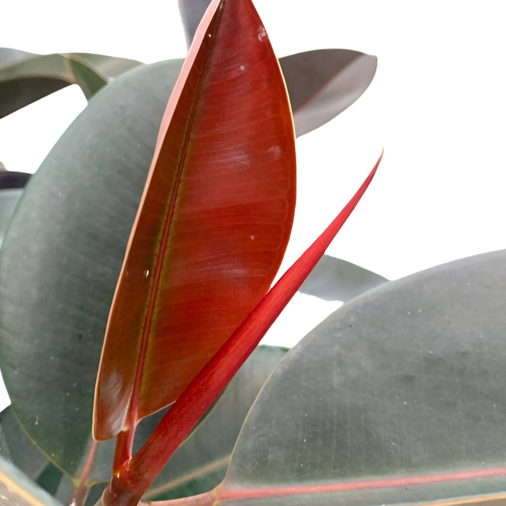Ficus elastica burgundy, Multi-stems (1.0m)