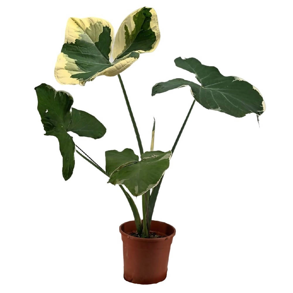 Alocasia Xanthosoma Variegatas, Mickey Mouse (0.6mH)