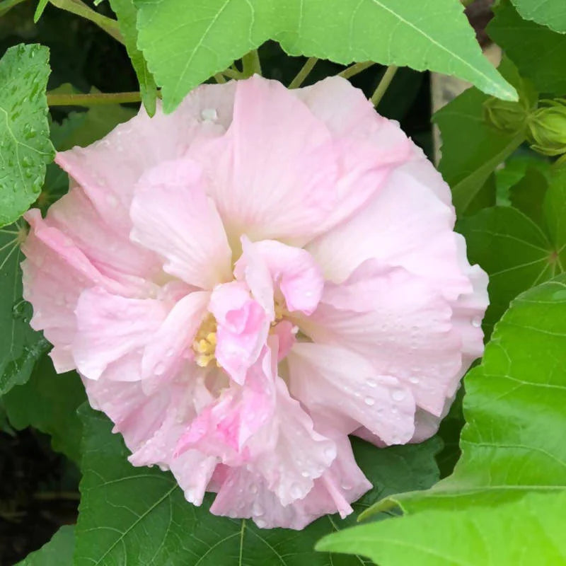 Hibiscus mutabilis f. plenus, Chinese Rose (1.0mH)