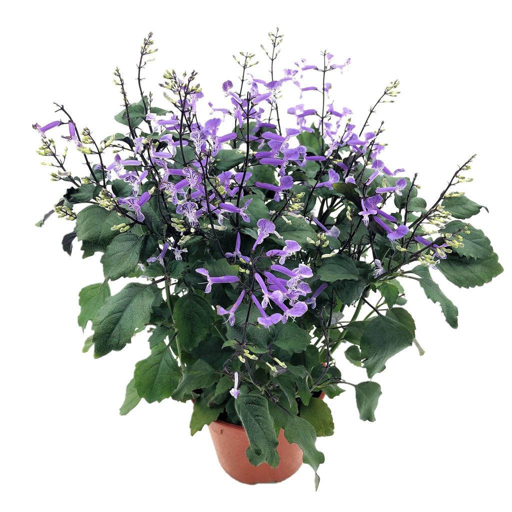 Plectranthus 'Mona Lavender' (0.40m)
