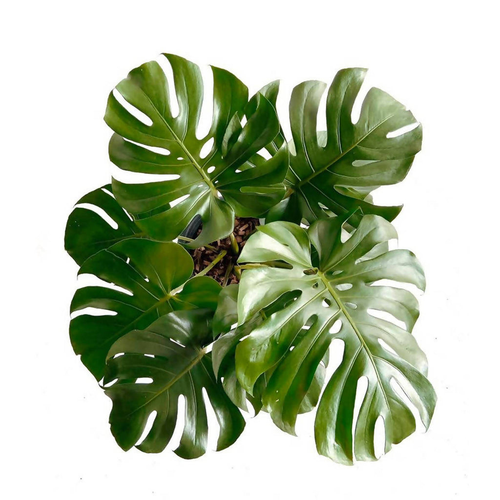 Monstera deliciosa in White B. for Original Round 30cm (0.6m)