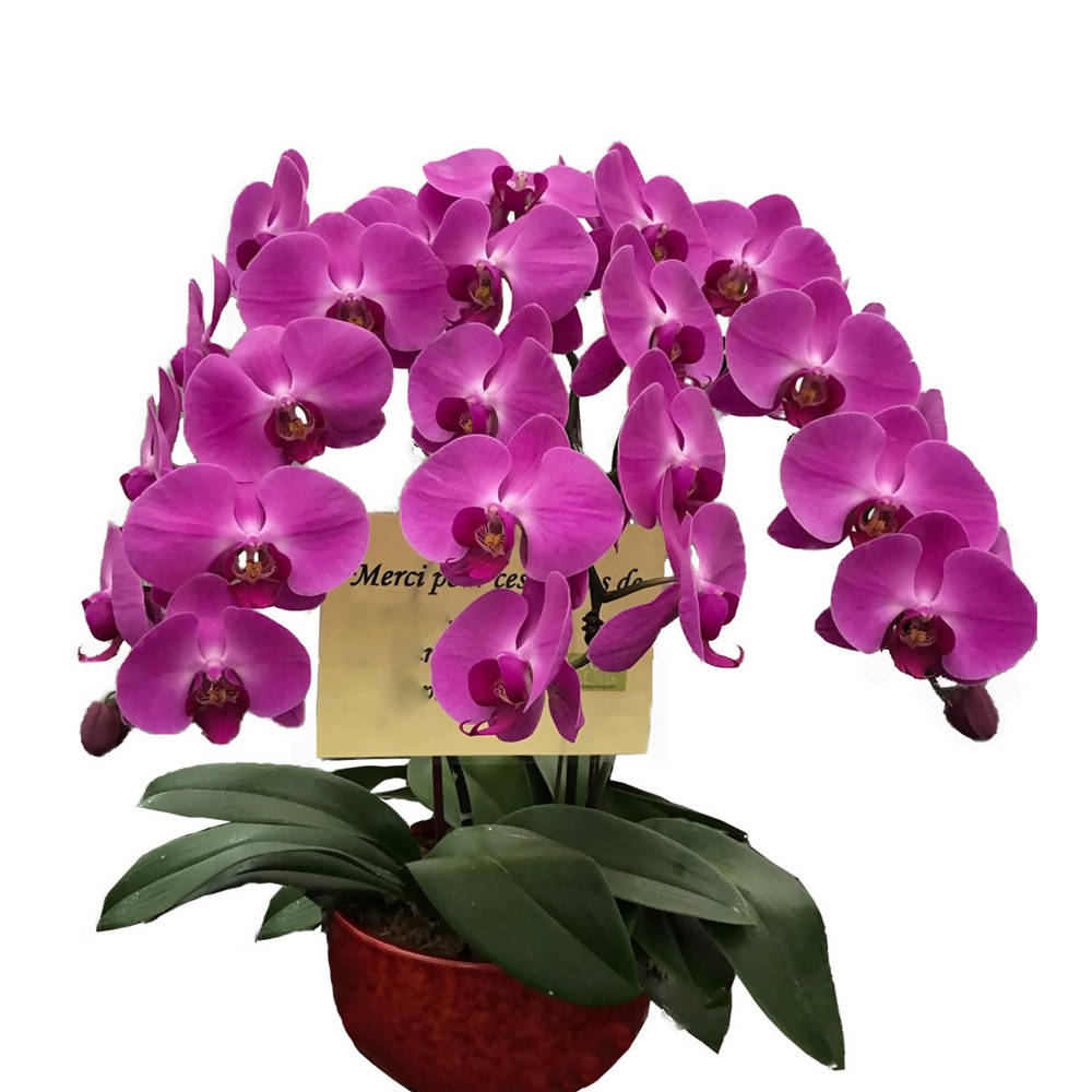 3 in 1 Phalaenopsis Purple with Ceramic pot, Moth Orchid Arrangement
