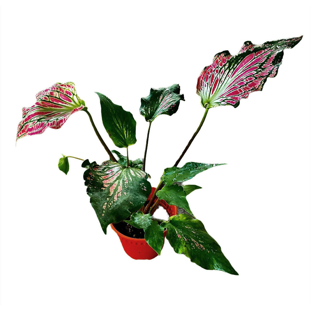 Caladium 'Thai Beauty' (0.3m)