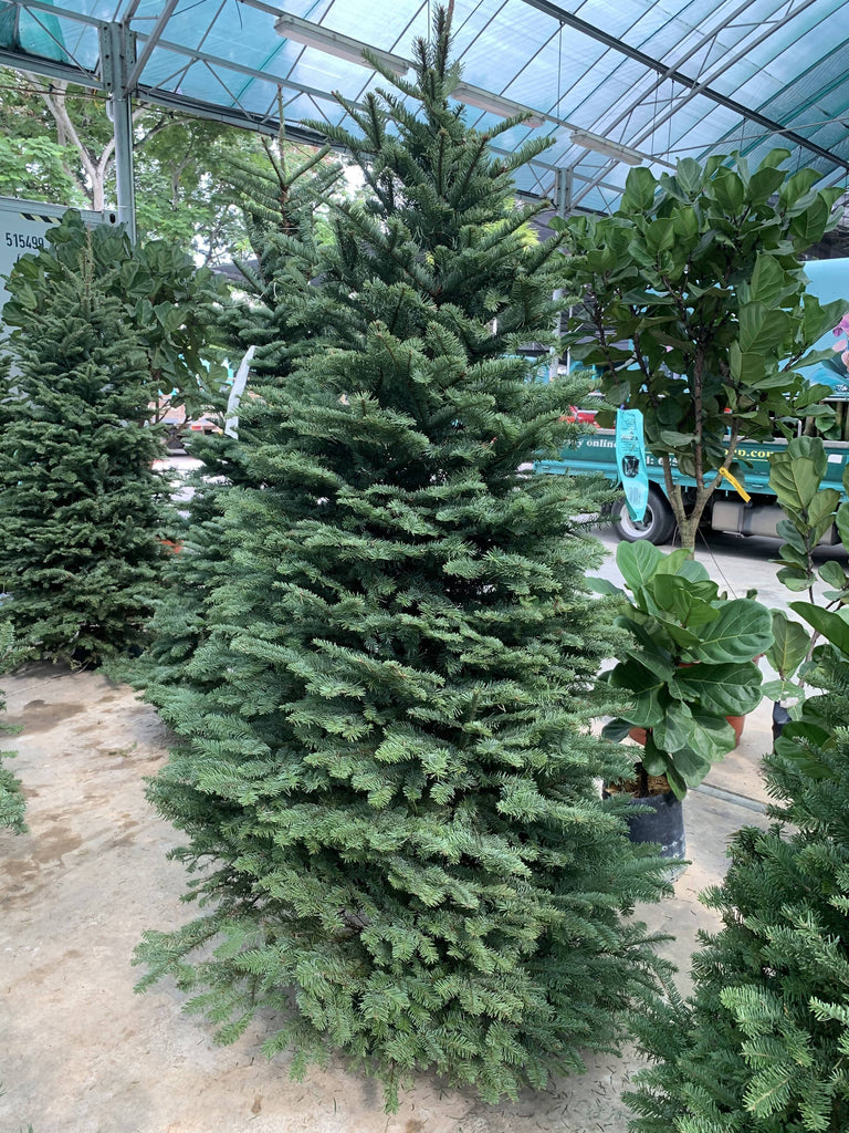 Noble Fir Christmas Tree (5FT - 12FT)