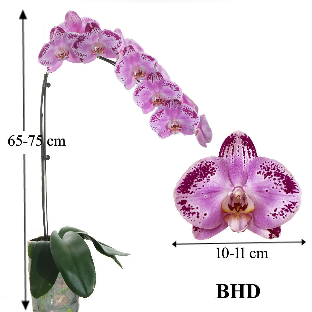 Phalaenopsis Pink BHD (0.7m)