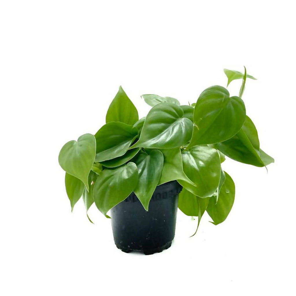 Philodendron Scandens Green (0.20m)