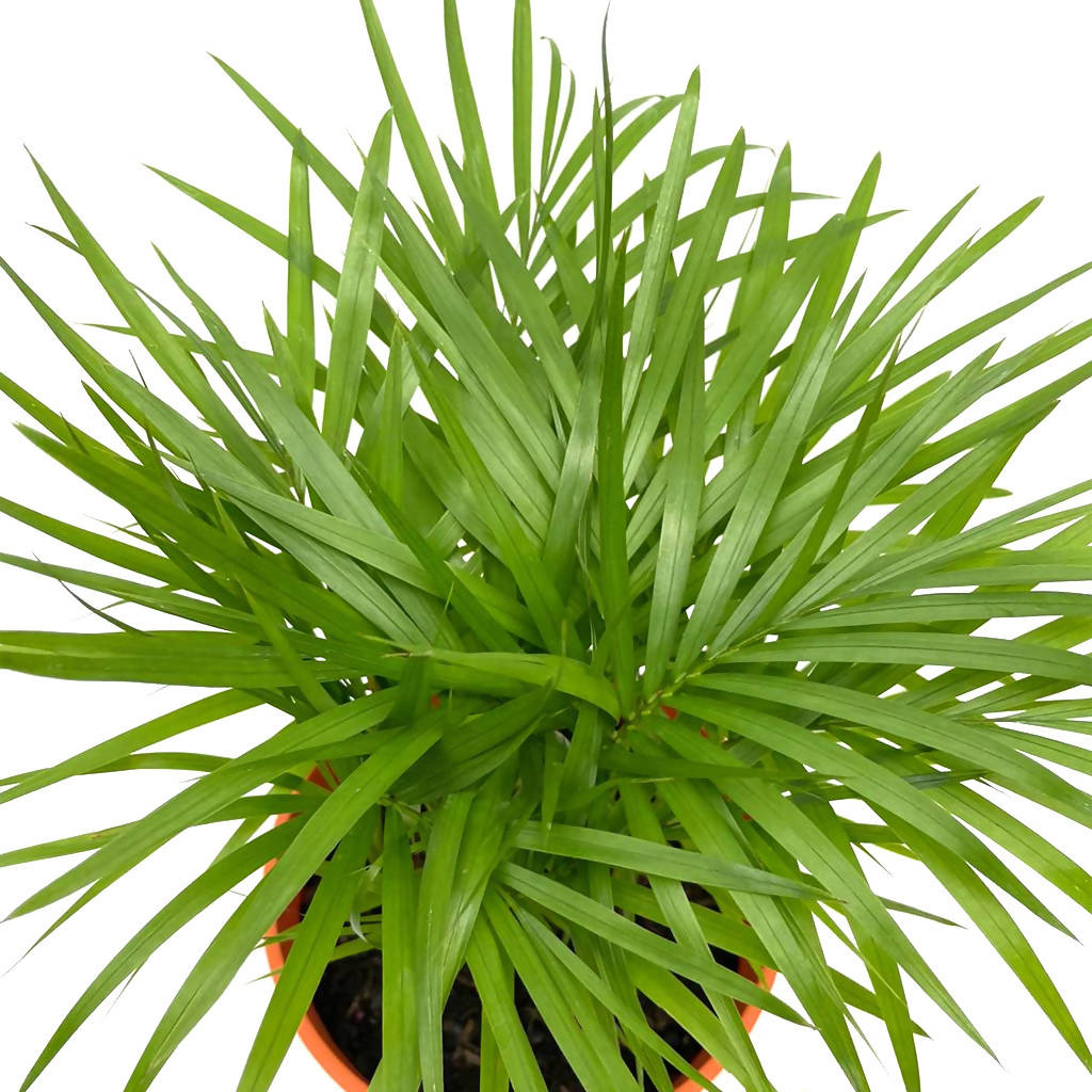 Rhopaloblaste, Jawa palm, Java palm (0.3mH) – Noah Garden Centre