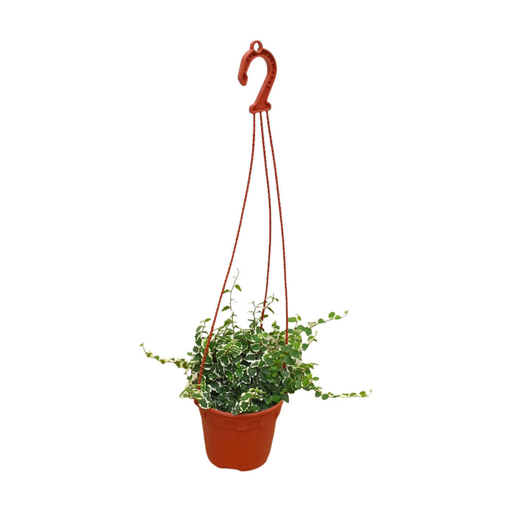 Ficus pumila 'White Sunny', Variegated Creeping Fig, Variegated Climbing Fig (Hanging) (0.2mH)