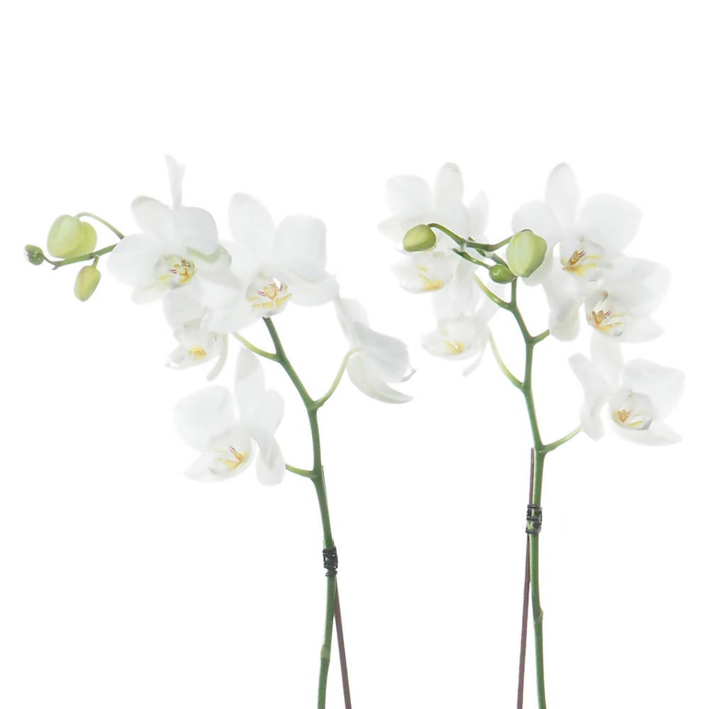 Phalaenopsis Gift Box A