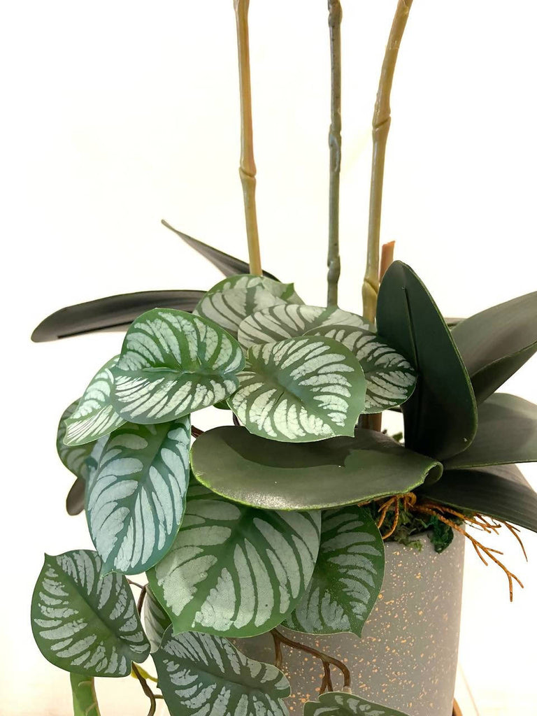 Artificial Phalaenopsis Orchid Arrangement with Peperomia Plant (0.65m)