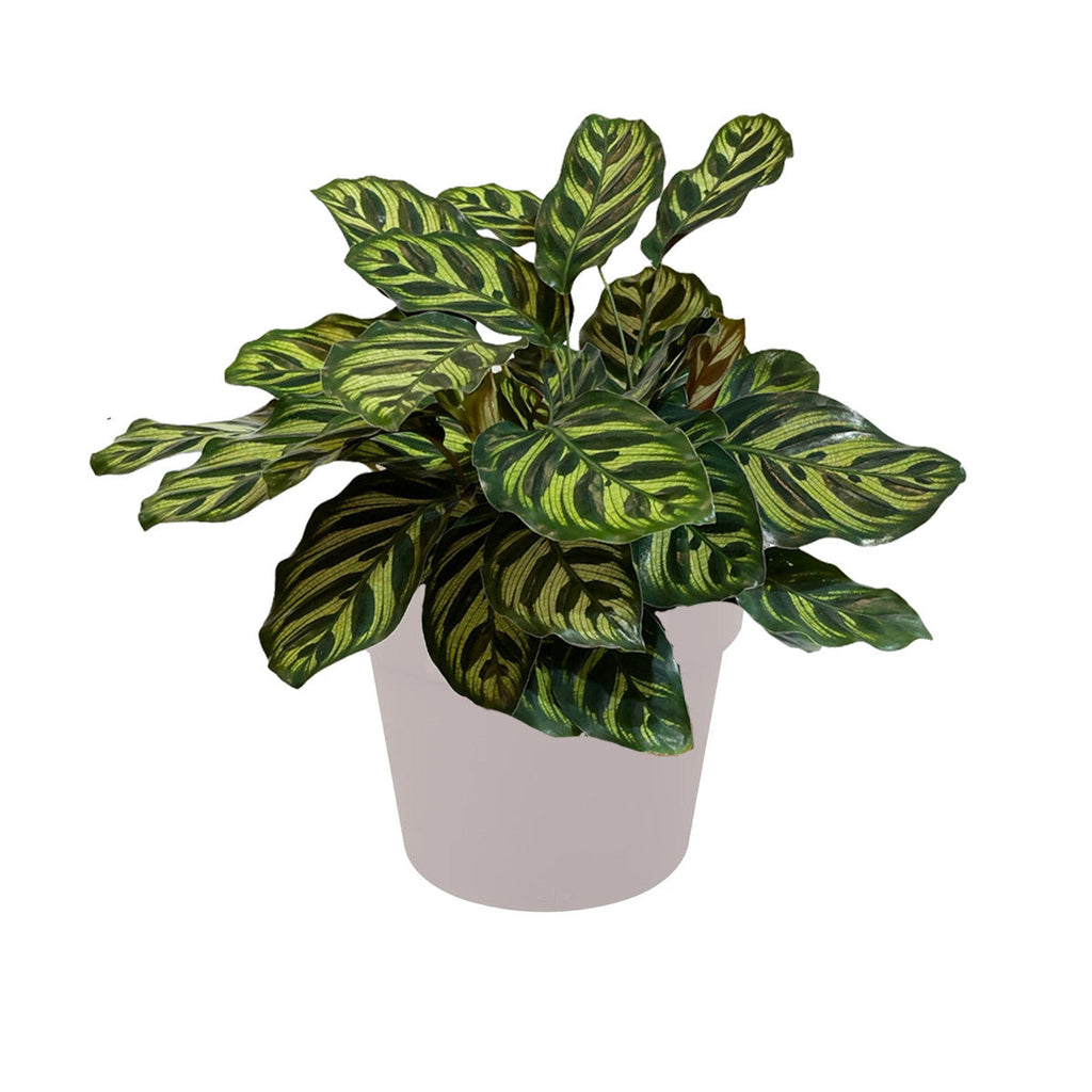 Calathea makoyana in Warm Grey B. for Original Round 18cm (0.25m)