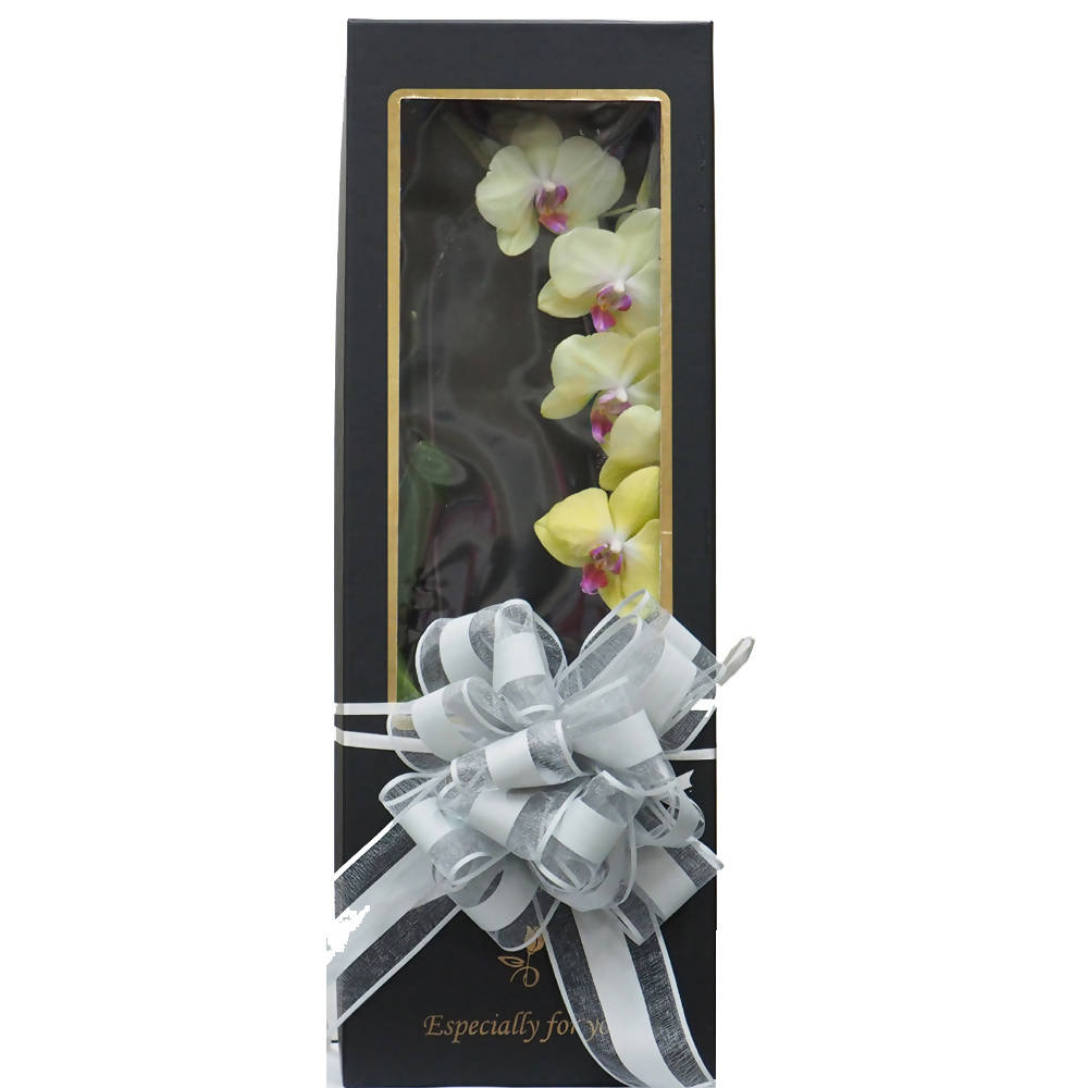 Phalaenopsis Gift Box E