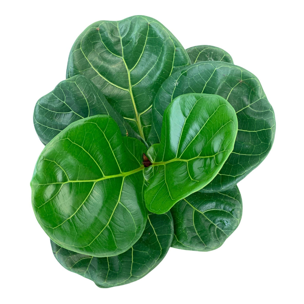 Ficus lyrata in Soap Brussels Round 16cm (0.35m)