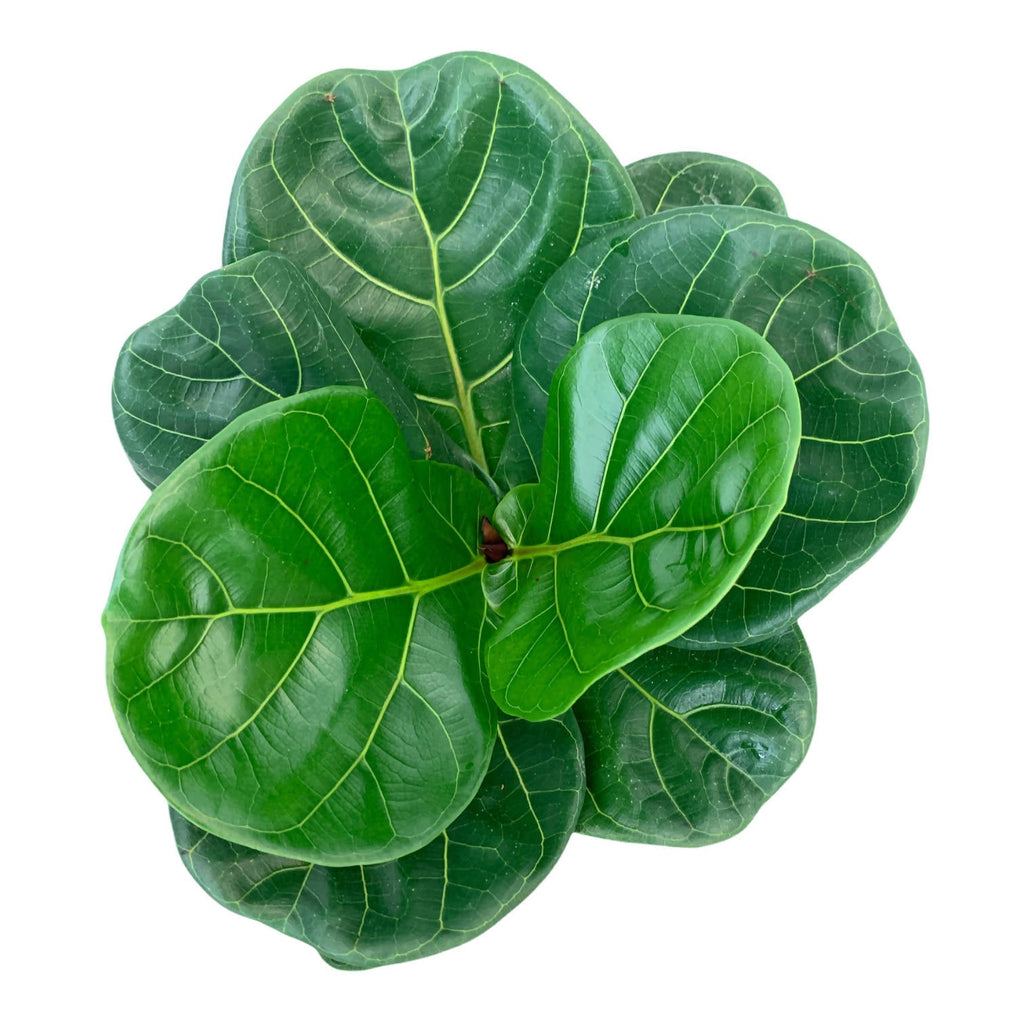 Ficus lyrata in Soap Brussels Round 16cm (0.35m)