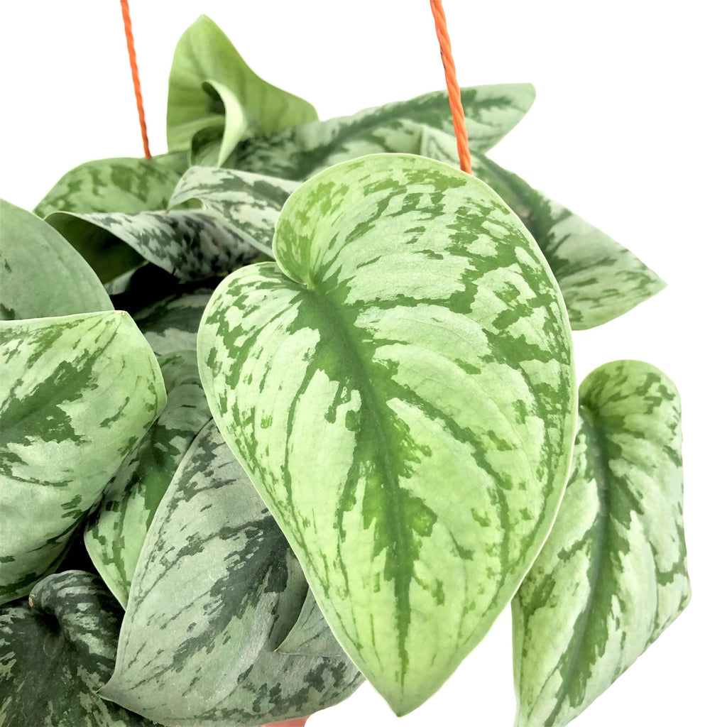 Scindapsus pictus 'Argyraeus', Satin pothos (Hanging) (0.15m)