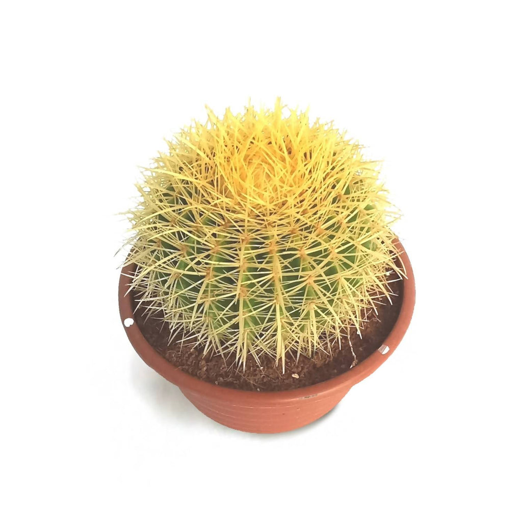 Echinocactus grusonii, Golden Barrel Cactus (0.35m)