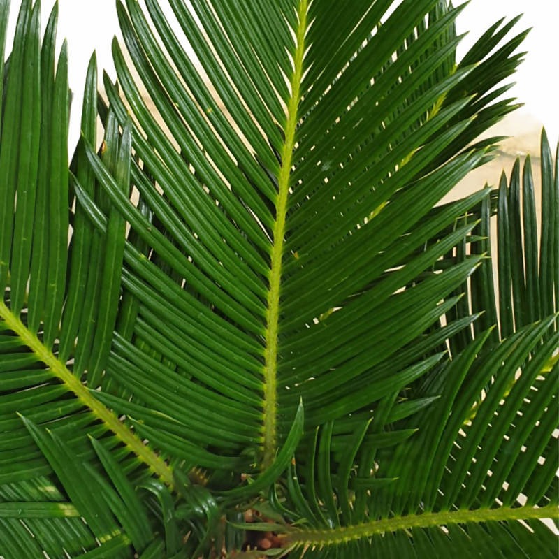 Sago Palm in Terra Cotta Lagome Planter