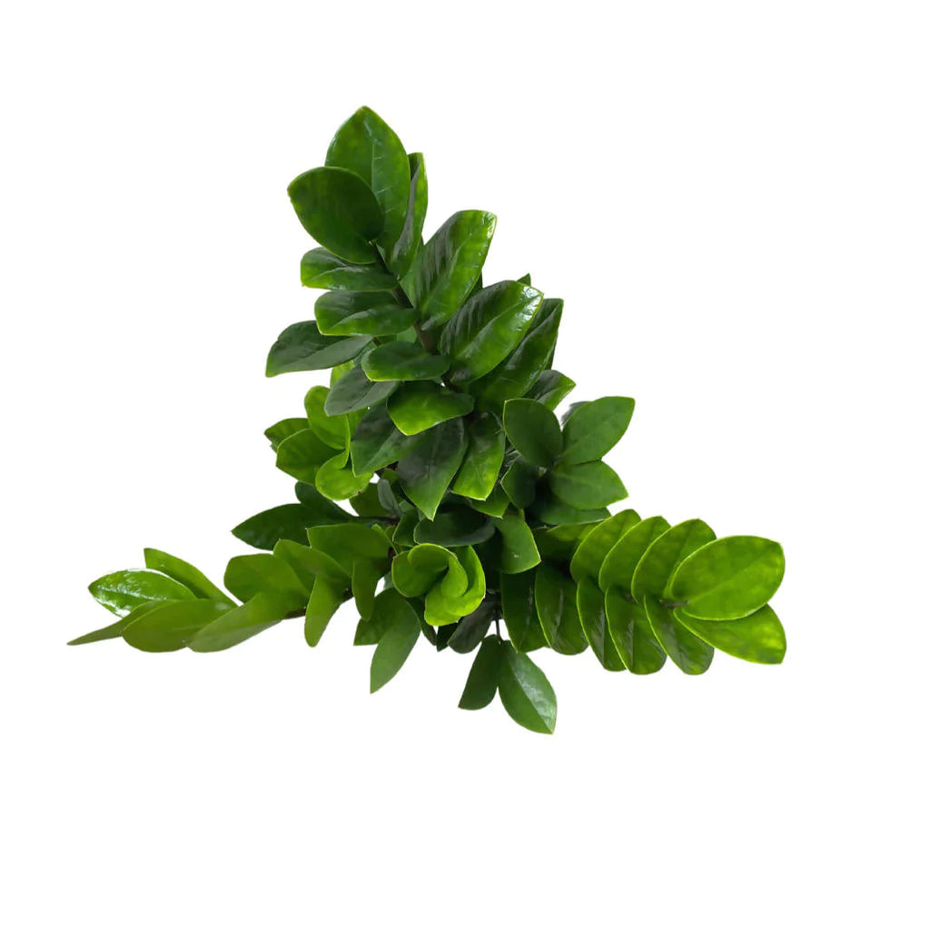 ZZ plant in Leaf Green B for Soft Round 14cm (0.4m)