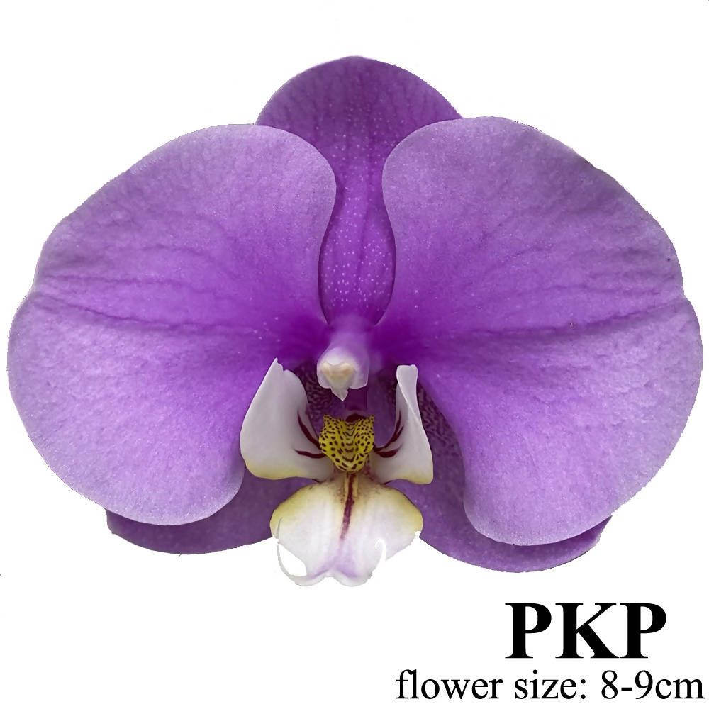 Phalaenopsis Gift Box D