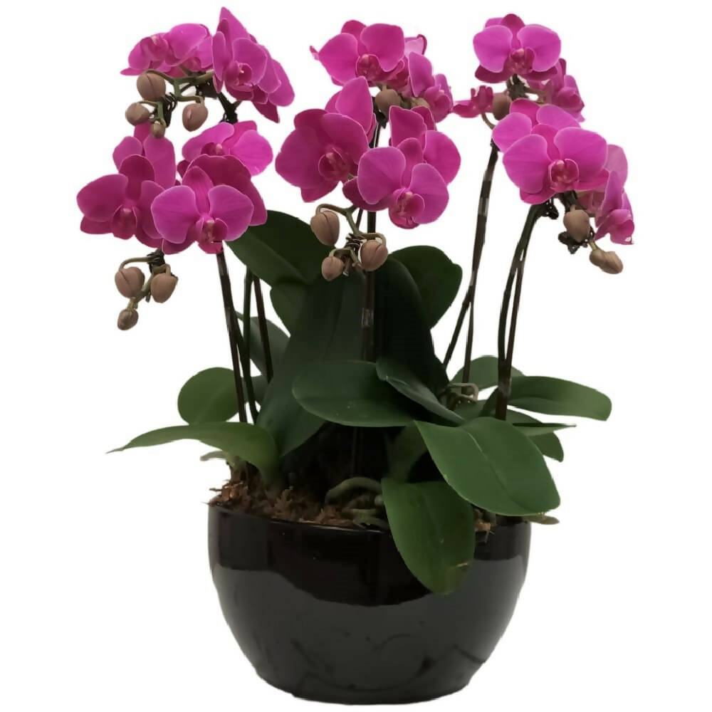 6 Mini Phalaenopsis in Pot