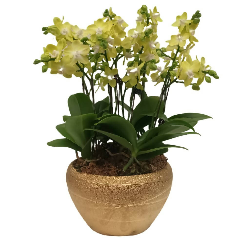 6 Mini Phalaenopsis in Pot