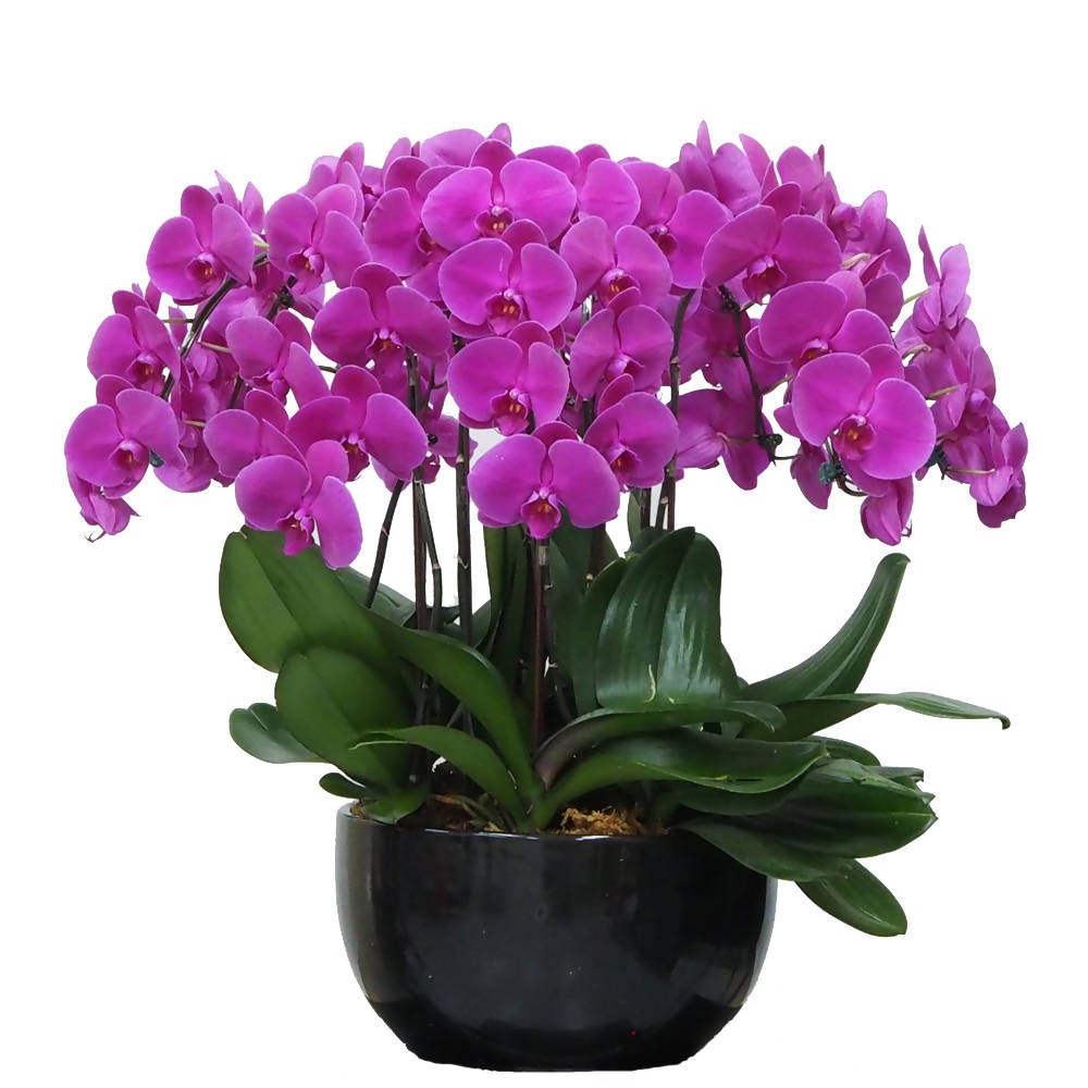 10 in 1 Phalaenopsis PTF (All Round Arrangement) with pot