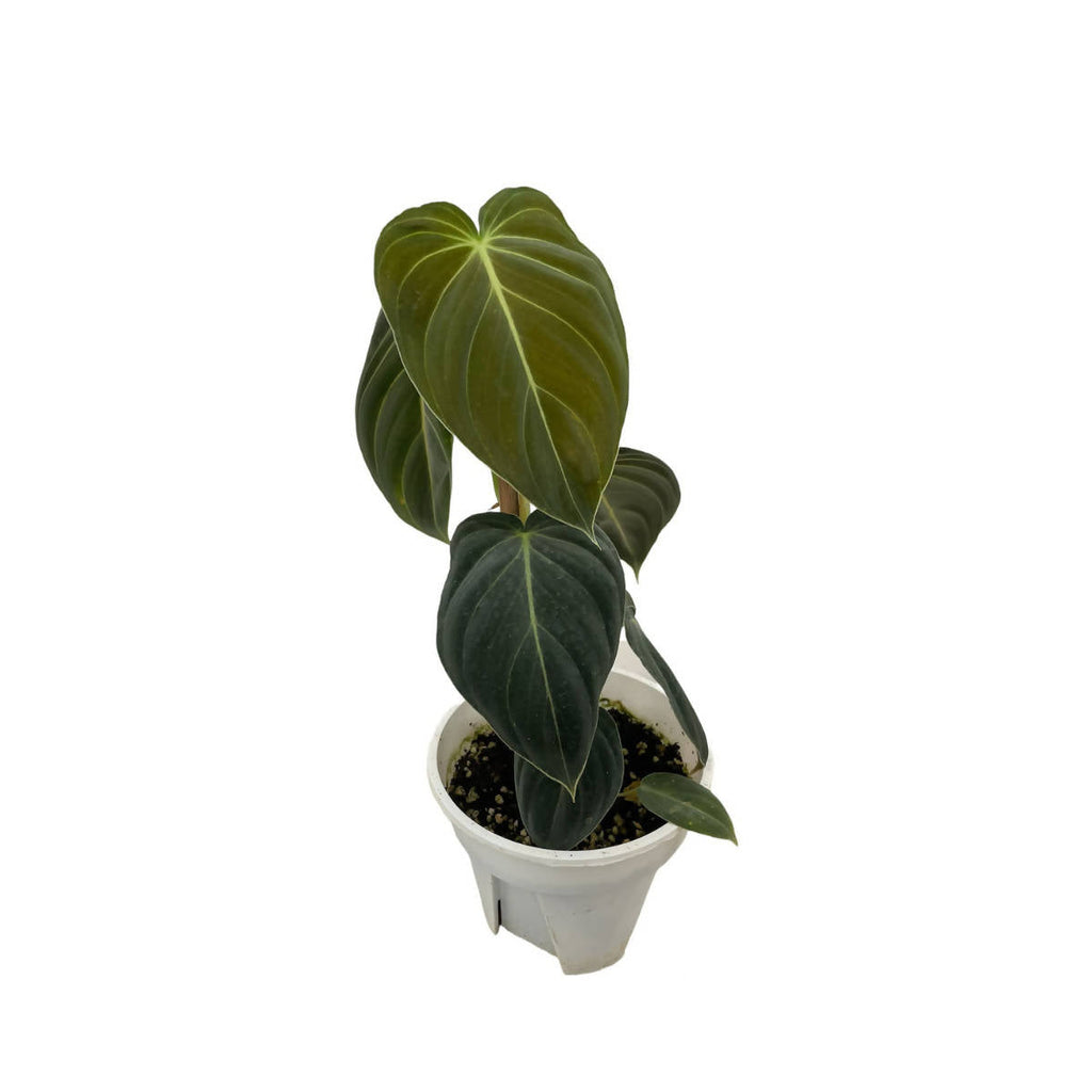 Philodendron Melanochrysum (0.4m)