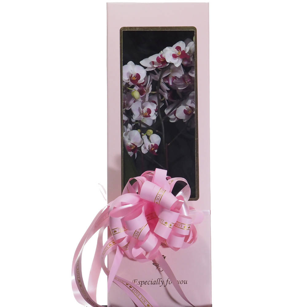 Phalaenopsis Gift Box C